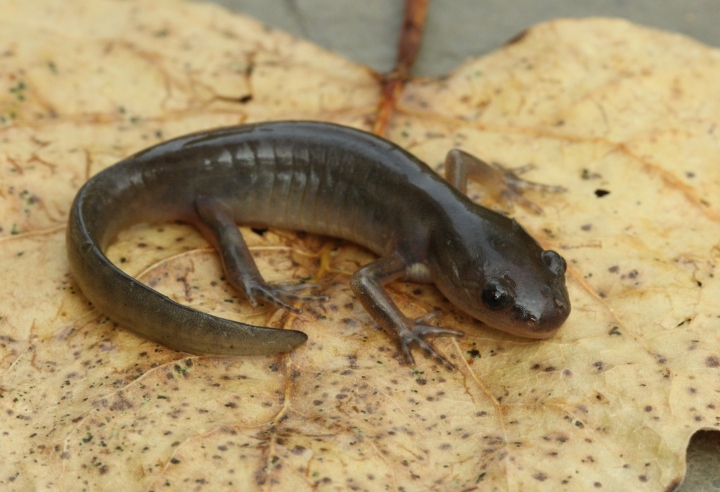 Spotted Salamander
